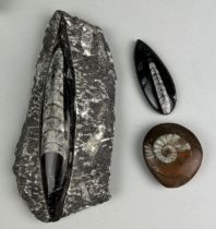 A POLISHED FOSSIL ORTHOCERAS AND GONIATITE, Largest 18cm x 8cm A pair of polished Orthoceras