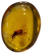 A BEETLE FOSSIL IN DINOSAUR AGED AMBER From the Amber mines of Kachin, Myanmar. Cretaceous circa 100