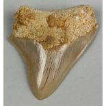 A MEGALODON SHARK TOOTH FOSSIL, 6.5cm x 5.5cm Tooth from the extinct Megalodon Shark. From Java,