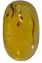 A WINGED INSECT FOSSIL IN DINOSAUR AGED AMBER From the Amber mines of Kachin, Myanmar. Cretaceous