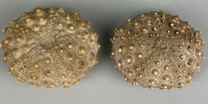 A PAIR OF FOSSIL SEA URCHINS 6cm x 5cm each. From the Island of Flores, Indonesia. Miocene 5-10