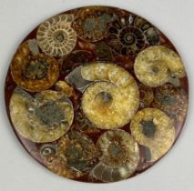 POLISHED FOSSIL AMMONITE PLATE A COMPOSITE PLATE COMPRISING NUMEROUS MADAGAASCAN AMMONITE FOSSILS,