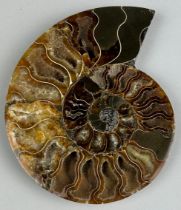 A POLISHED AMMONITE FOSSIL, 15cm x 12cm A polished Cleoniceras Ammonite from Madagascar. Cretaceous,