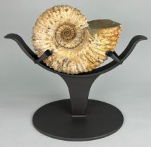 A FOSSILISED DOUVILLEICERAS AMMONITE FROM MADAGASCAR, Mounted on a metal stand. Specimen measuring