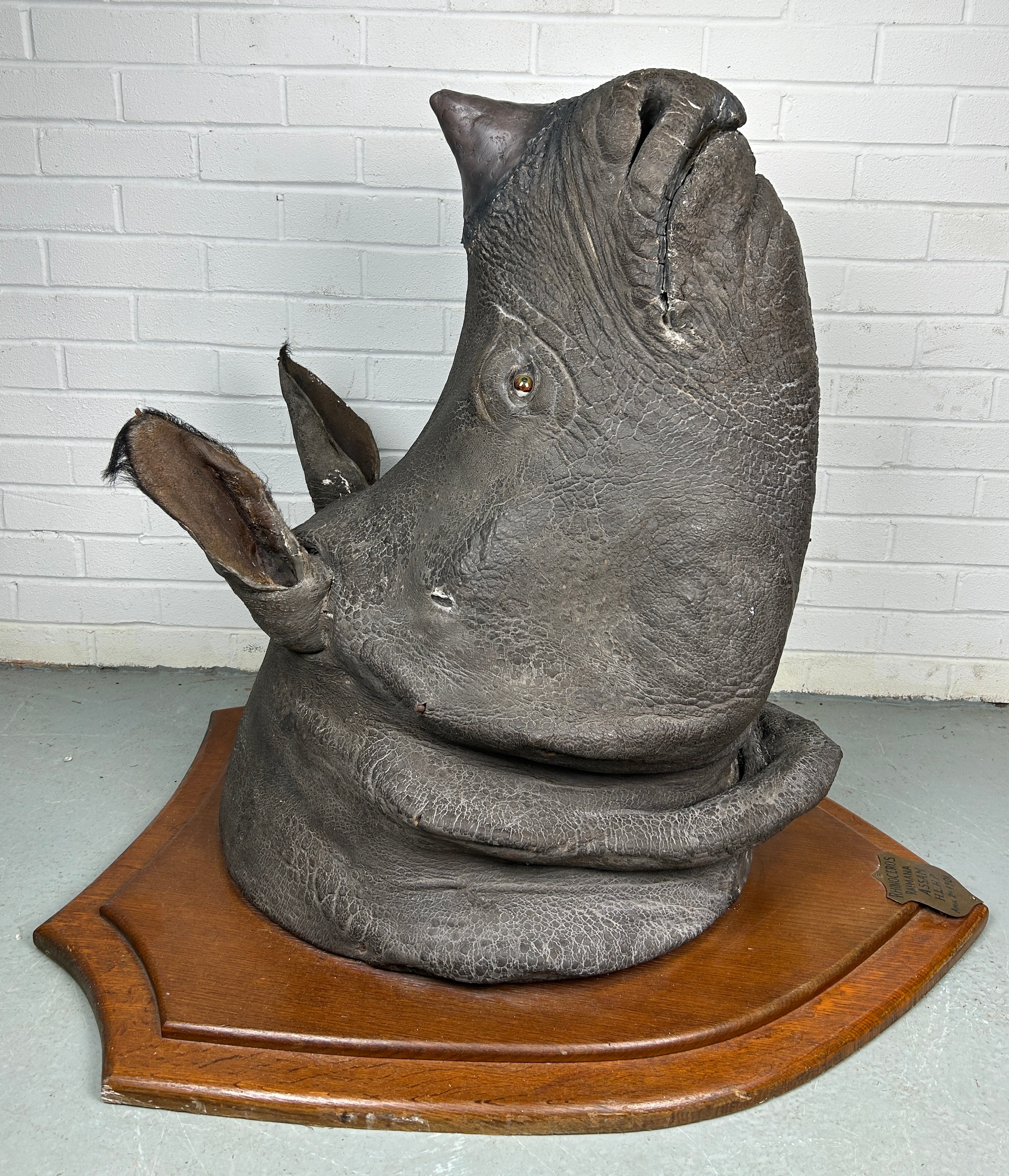 AN EARLY 20TH CENTURY TAXIDERMY RHINO HEAD MOUNTED ON A SHIELD AND DATED 1901 WITH (RESIN HORN) FROM