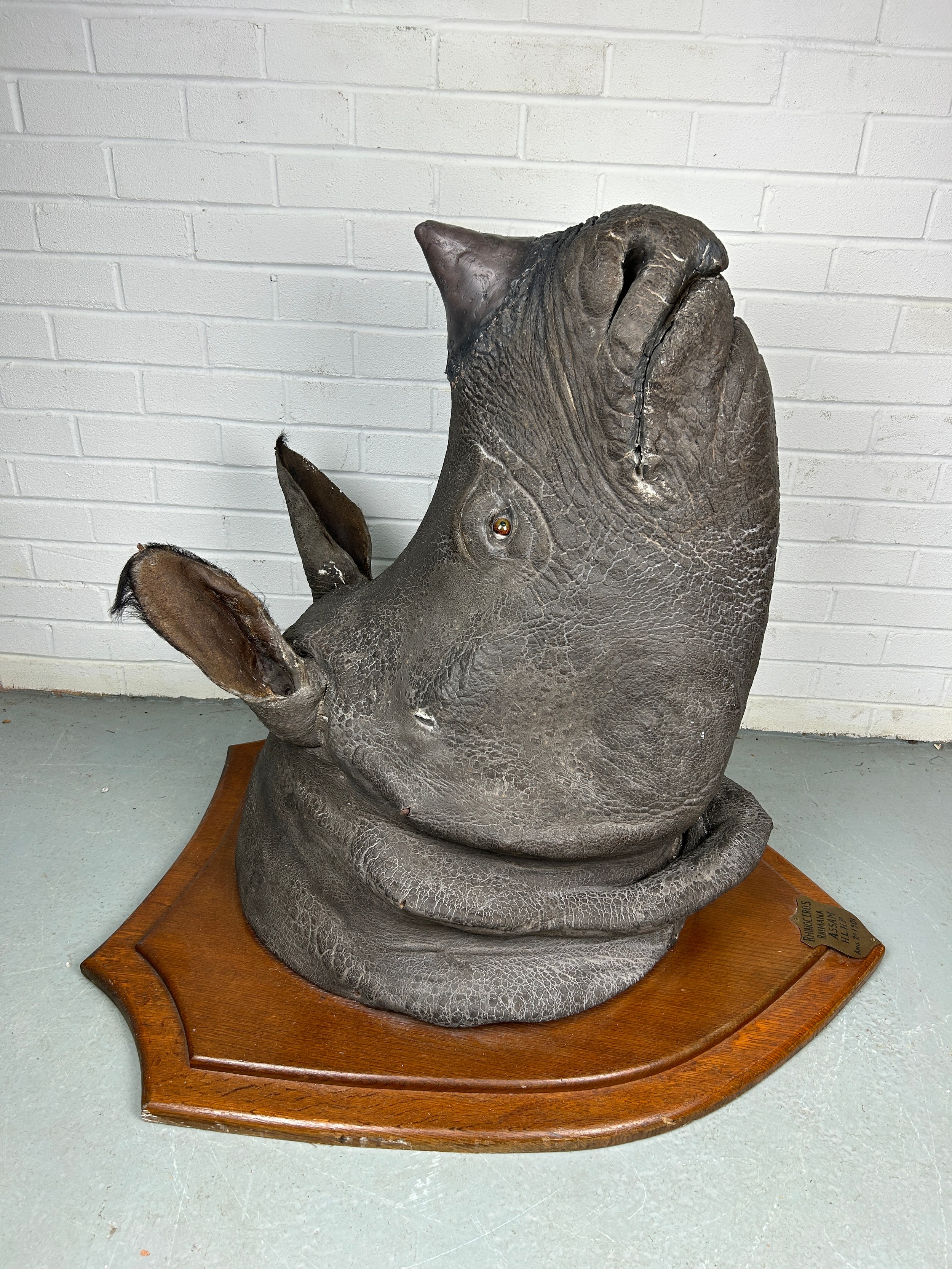 AN EARLY 20TH CENTURY TAXIDERMY RHINO HEAD MOUNTED ON A SHIELD AND DATED 1901 WITH (RESIN HORN) FROM - Image 3 of 8