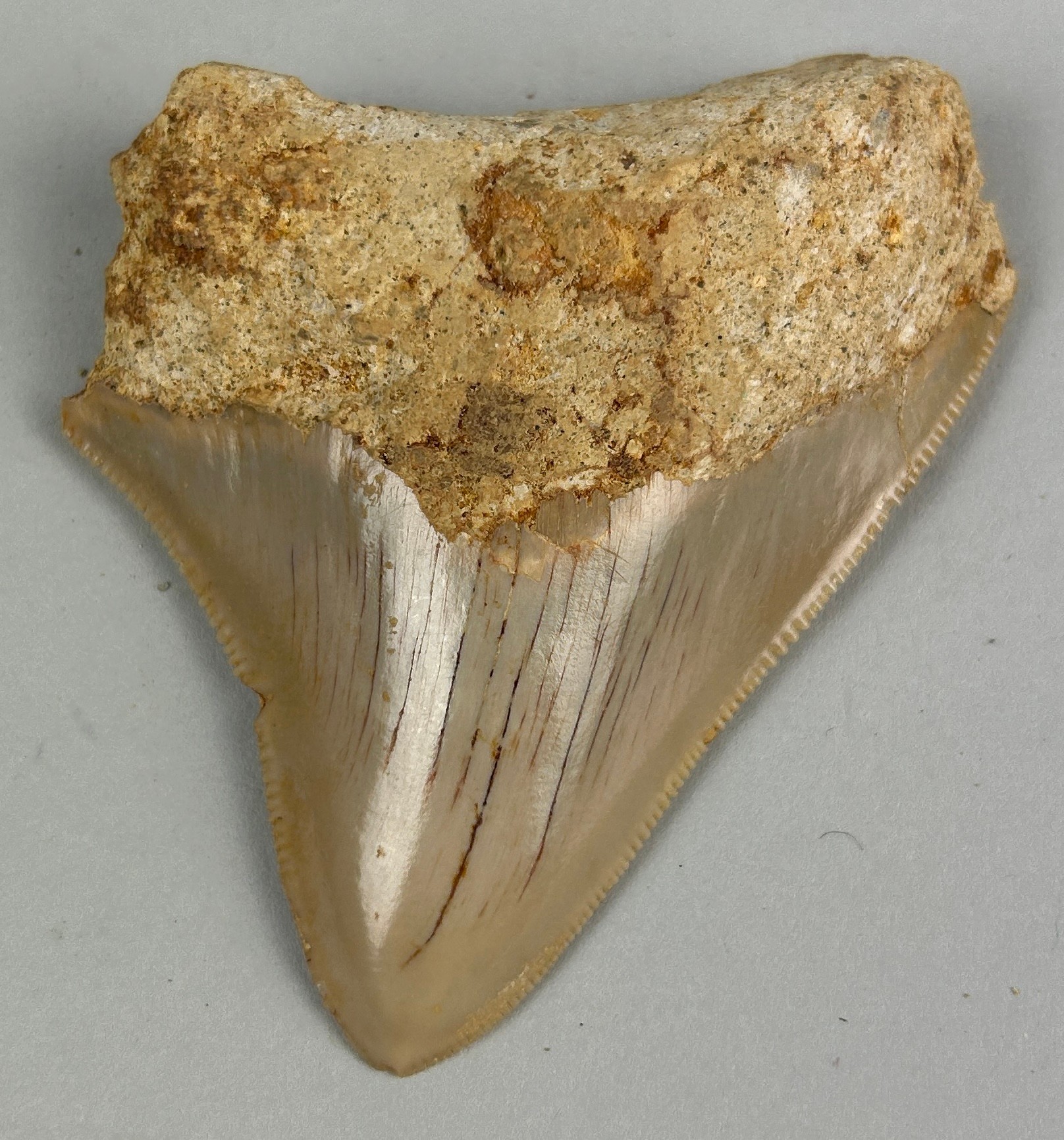 A MEGALODON SHARK TOOTH FOSSIL, 6.5cm x 5.5cm Tooth from the extinct Megalodon Shark. From Java, - Image 3 of 5