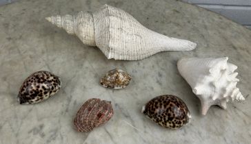 A COLLECTION OF SHELLS (6)