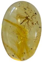 A MOSQUITO FOSSIL IN DINOSAUR AGED AMBER A mosquito in dinosaur-aged Burmese amber. From the mines