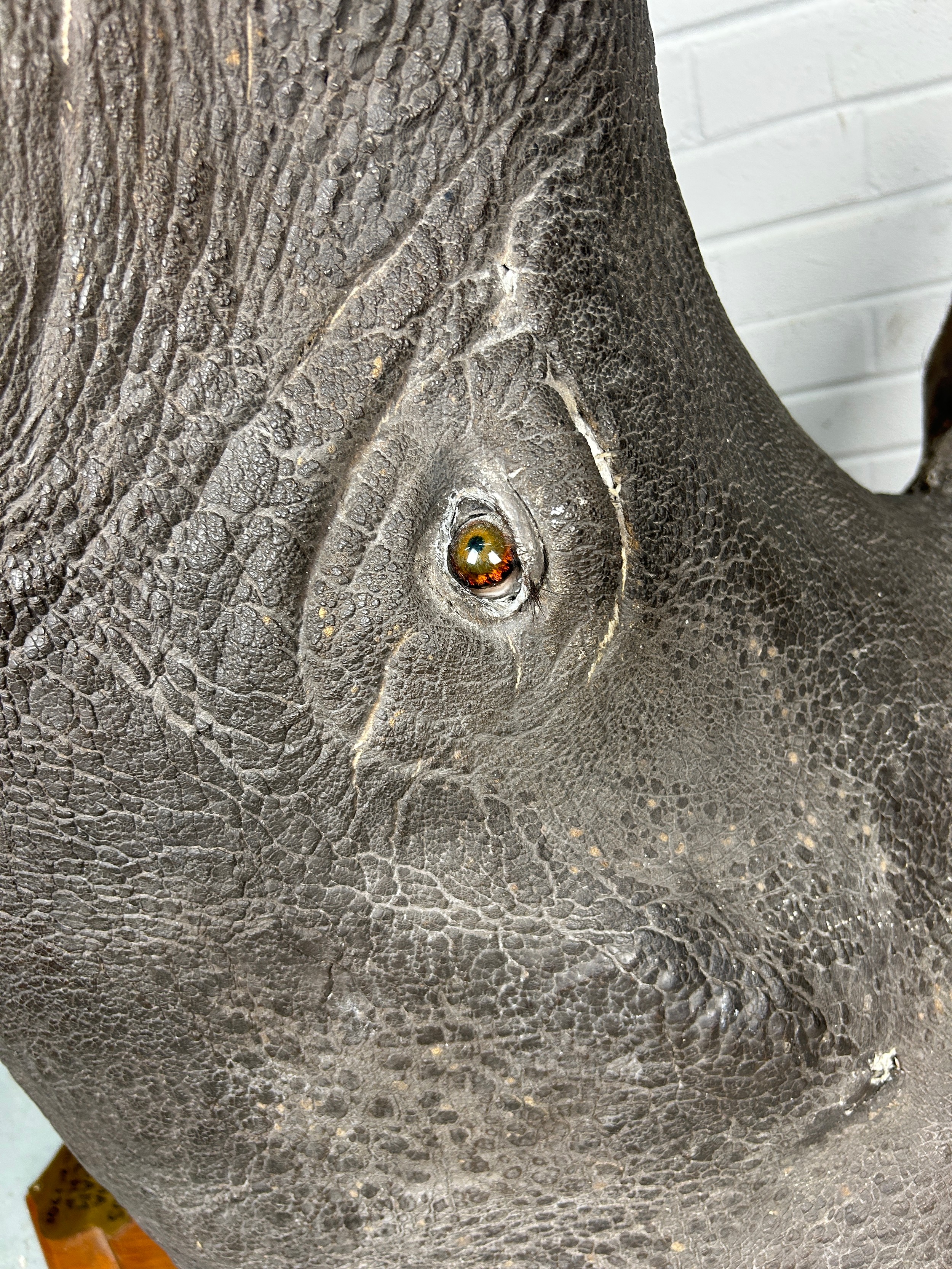 AN EARLY 20TH CENTURY TAXIDERMY RHINO HEAD MOUNTED ON A SHIELD AND DATED 1901 WITH (RESIN HORN) FROM - Image 6 of 8