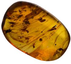 MULTIPLE FOSSIL INSECTS IN DINOSAUR AGED AMBER This piece of dinosaur-aged Burmese amber contains