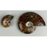A POLISHED CLEONICERAS AMMONITE AND CENOCERAS NAUTILOID FROM MADAGASCAR, 9cm W 5cm W Cretaceous,