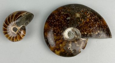 A POLISHED CLEONICERAS AMMONITE AND CENOCERAS NAUTILOID FROM MADAGASCAR, 9cm W 5cm W Cretaceous,