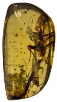 LARGE CRICKET FOSSIL IN DINOSAUR AGED AMBER From the Amber mines of Kachin, Myanmar. Cretaceous