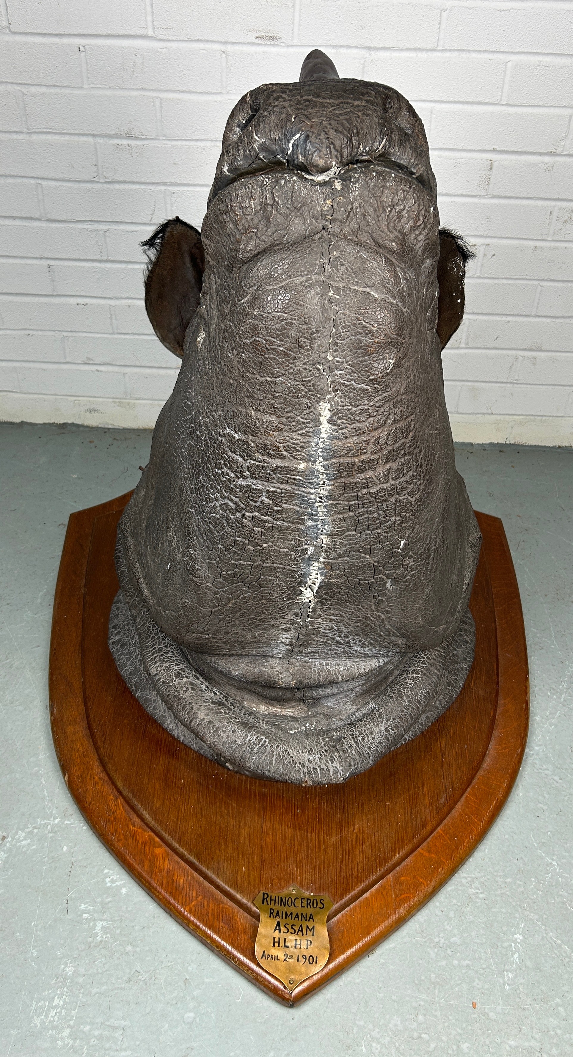 AN EARLY 20TH CENTURY TAXIDERMY RHINO HEAD MOUNTED ON A SHIELD AND DATED 1901 WITH (RESIN HORN) FROM - Image 4 of 8