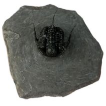 A FOSSILISED TRILOBITE (CYPHASPIS DEVONIAN), Morocco. 8cm x 8cm 4.5cm