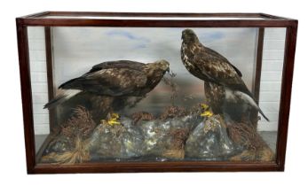 A MAGNIFICENT PAIR OF TAXIDERMY MALE AND FEMALE GOLDEN EAGLES BY JOHN MACPHERSON AND SONS, INVERNESS