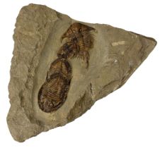 A FOSSILISED TRILOBITE PLATE (EULOMA FOULONIA) Devonian period. 17cm x 16cm