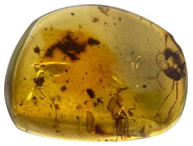 A FOSSIL ANT IN DINOSAUR AGED AMBER, A large ant, alongside the head and parts of multiple other