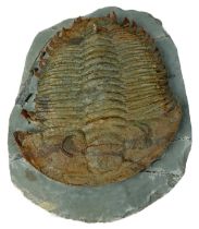 A FOSSILISED TRILOBITE (LONGIANDA) CIRCA 521-250MILLION YEARS OLD, 17cm x 13cm Some damage to