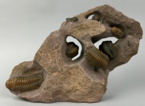 A TRILOBITE COMPOSITE SCULPTURE 'CROTALOCEPHALUS AND REDROPS TRILOBITES' 31cm x 21cm x 6cm