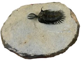 A FOSSILISED TRILOBITE (WALLISEROPS), Lower-middle Devonian 9cm x 7cm