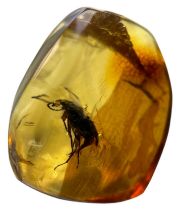 A BEETLE FOSSIL IN DINOSAUR AGED AMBER, A clear amber gem, containing a detailed beetle. From the