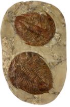 A FOSSSILISED PAIR OF TRILOBITES (DIKELOLEPHALINA BRENCHLEYI) 48cm x 30cm x 4cm