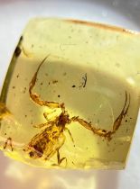 A SCORPION FOSSIL IN DINOSAUR AGED AMBER, A very rare, detailed scorpion with open pincers. From the