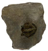 A FOSSILISED TRILOBITE (ERBENOCHILE), 7.3cm x 7cm x 3.5cm