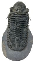 A LARGE TRILOBITE (DROTOPS ARMATUS), Eifelian to Mid Devonian. 13cm x 9cm x 9cm