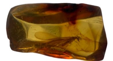 A FLYING INSECT FOSSIL IN DINOSAUR AGED AMBER, A detailed winged insect. From the amber mines of