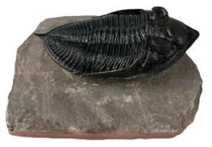 A FOSSILISED TRILOBITE (ZLICHOVASPIS ODONTOCHILE), Devonian circa 414-391 million years old. 10cm