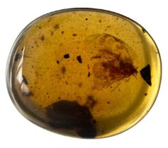 A WINGED INSECT FOSSIL IN DINOSAUR AGED AMBER A clear amber gem containing a very detailed moth,