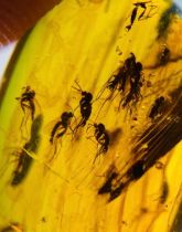 A MOSQUITO SWARM IN DINOSAUR AGED AMBER, A very rare occurrence. A swarm of mosquitoes preserved