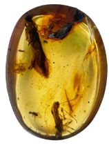 MULTIPLE INSECT FOSSILS IN DINOSAUR AGED AMBER, A clear amber gem, containing a large winged