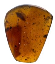 A PARASITIC TICK AND COCKROACH FOSSIL IN DINOSAUR AGED AMBER, From the amber mines of Kachin,