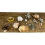 A COLLECTION OF SHELLS AND OTHER NATURAL HISTORY RELATED ITEMS (QTY)