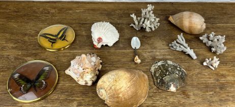 A COLLECTION OF SHELLS AND OTHER NATURAL HISTORY RELATED ITEMS (QTY)