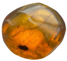 A BEETLE AND SPIDER FOSSIL IN DINOSAUR AGED AMBER A sizeable amber gem, containing a detailed beetle