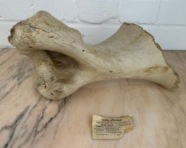 A FOSSILISED WOOLY RHINO HUMEROUS, Pleistocene from Abingdon, Oxfordshire. 34cm x 17cm