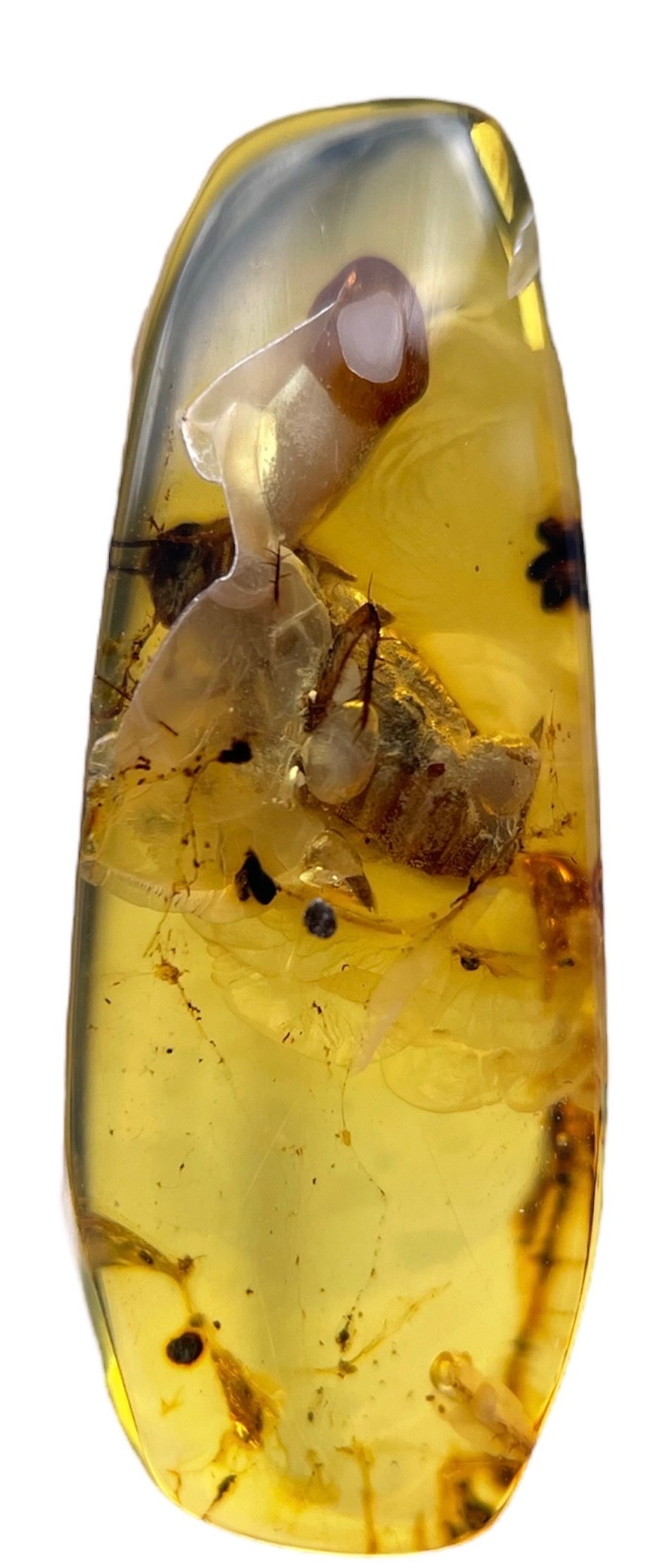 A FOSSIL BEETLE IN DINOSAUR AGED BURMESE AMBER This beetle exhibits excellent detail, from different - Image 2 of 5
