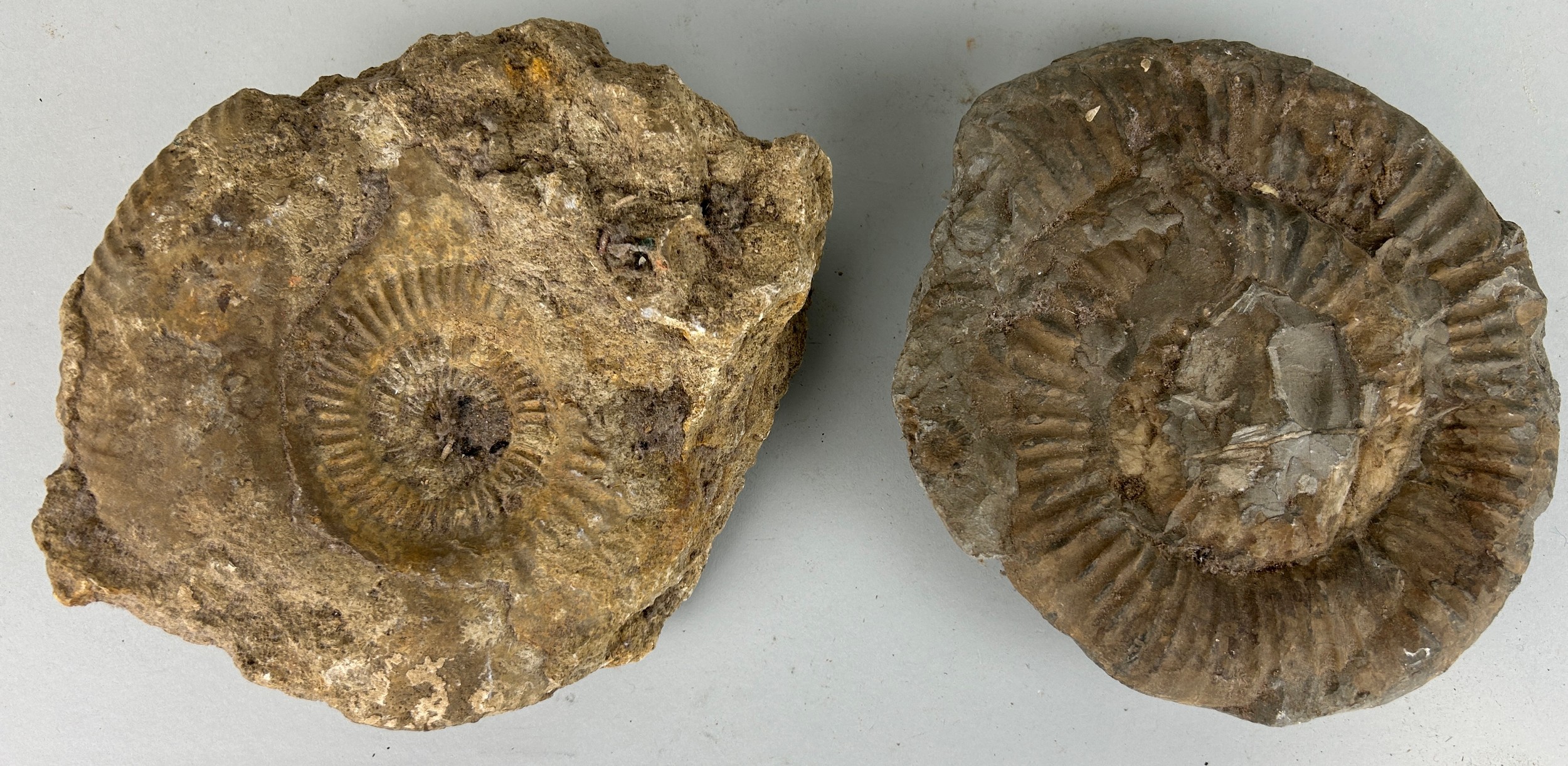 A PAIR OF LARGE AMMONITE FOSSILS, 22cm W