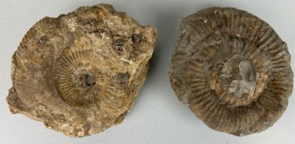 A PAIR OF LARGE AMMONITE FOSSILS, 22cm W