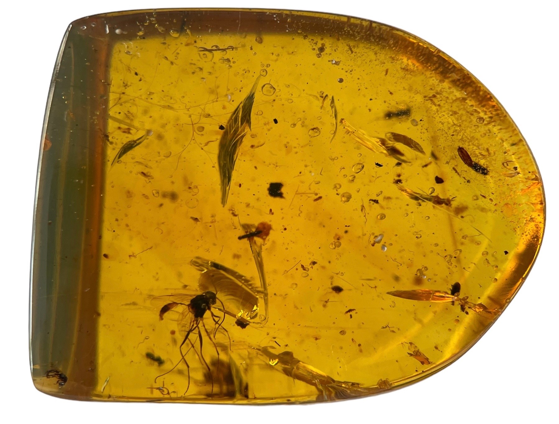 A FOSSIL MOSQUITO IN DINOSAUR AGED BURMESE AMBER Mosquito remains in amber are highly uncommon