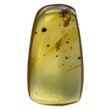 AN UNKNOWN INSECT FOSSIL IN DINOSAUR AGED BURMESE AMBER A highly unusual insect in clear amber.