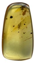 AN UNKNOWN INSECT FOSSIL IN DINOSAUR AGED BURMESE AMBER A highly unusual insect in clear amber.