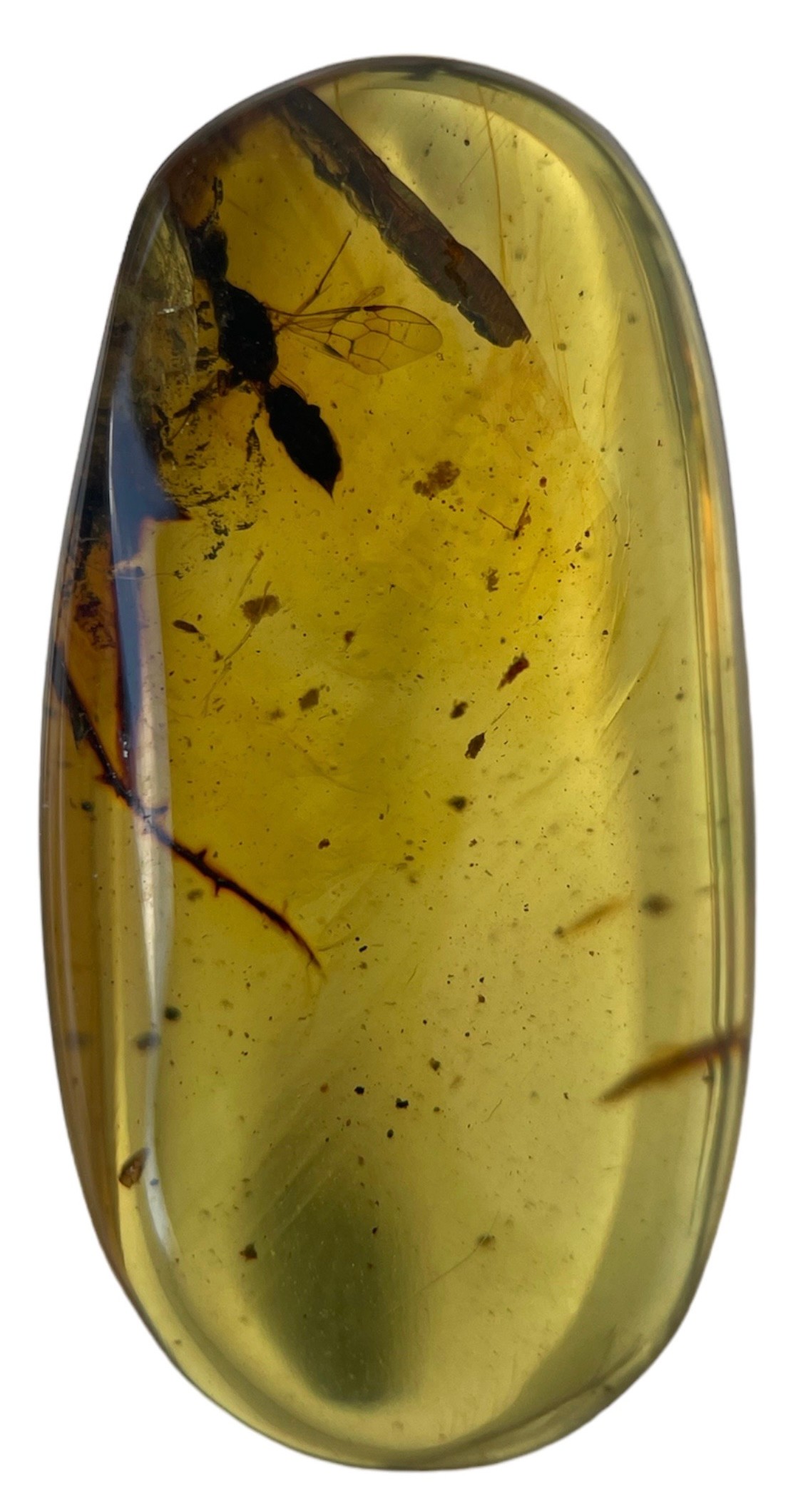 A FLYING INSECT FOSSIL IN DINOSAUR AGED BURMESE AMBER A detailed winged insect fossil in clear - Image 3 of 3