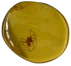 A SPIDER FOSSIL IN DINOSAUR AGED BURMESE AMBER A highly detailed spider in cretaceous amber.