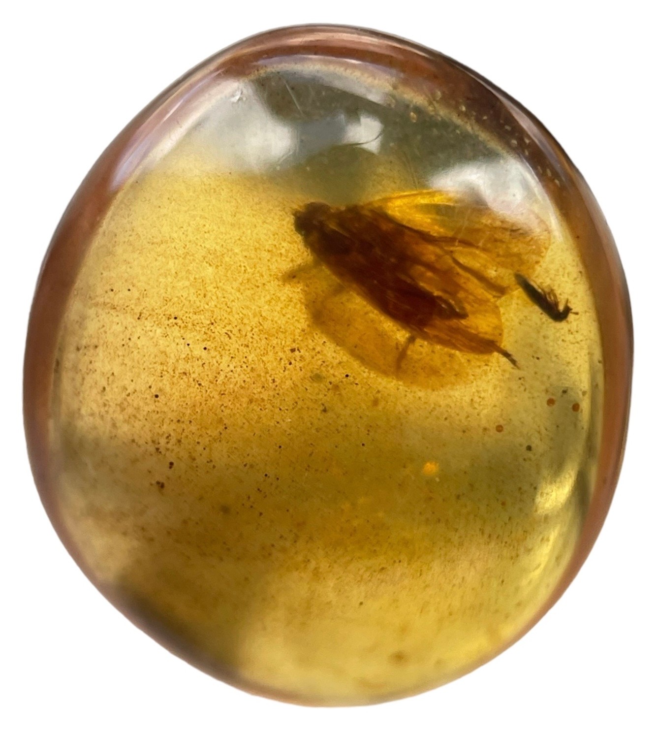 A FLYING INSECT FOSSIL IN DINOSAUR AGED BURMESE AMBER A detailed winged insect fossil in clear - Image 2 of 3